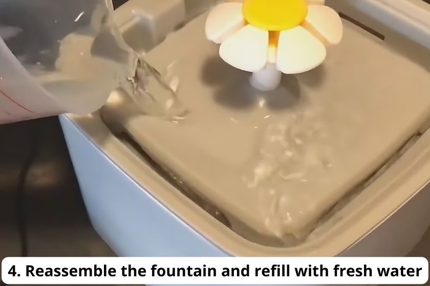 Reassemble the Veken Pet Fountain and refill with fresh water